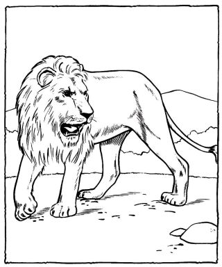 Тигр и лев раскраска