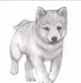 Пес рисунок