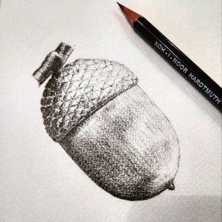 Желудь рисунок карандашом