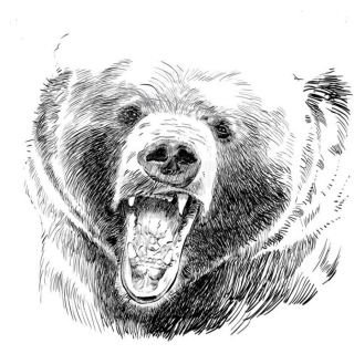 Медведь в профиль рисунок