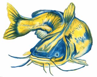 Рисунок сома