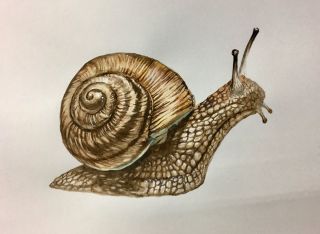 Улитка рисунок