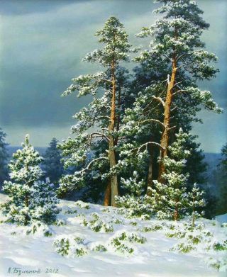 Рисунок сосна зимой