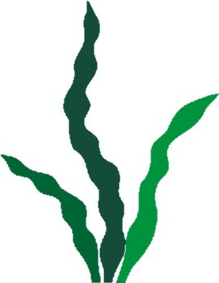 Зеленые водоросли рисунок