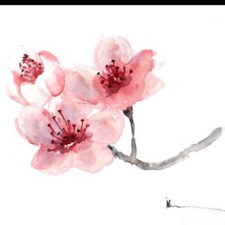 Веточка сакуры рисунок