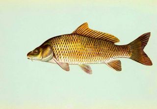 Рыба карась рисунок