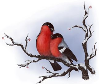 Пара снегирей рисунок