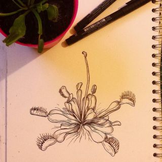 Мухоловка рисунок
