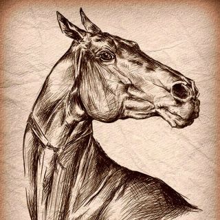 Голова коня рисунок