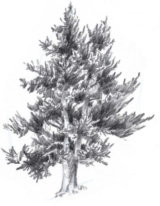 Рисунок ели и сосны