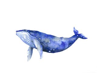 Рисунки кита