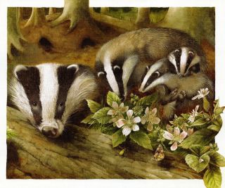 Барсучок рисунок