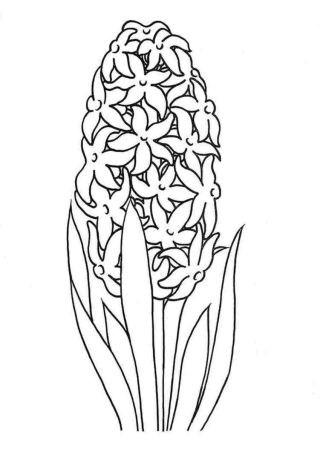 Ятрышник рисунок