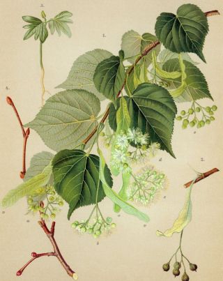 Липа дерево рисунок