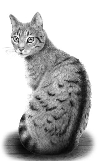 Рисунок кот с боку