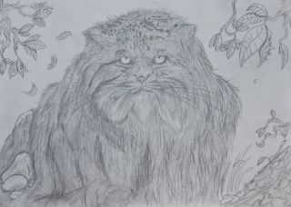 Манул раскраска