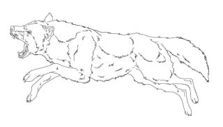 Бурый волк рисунок