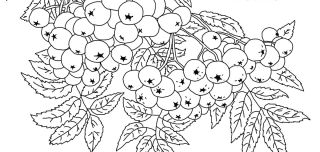Раскраска калина