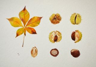 Каштан рисунок