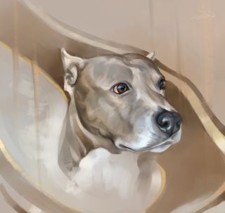 Голова собаки рисунок