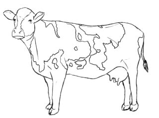 Теленок раскраска