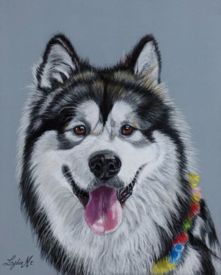 Морда хаски рисунок