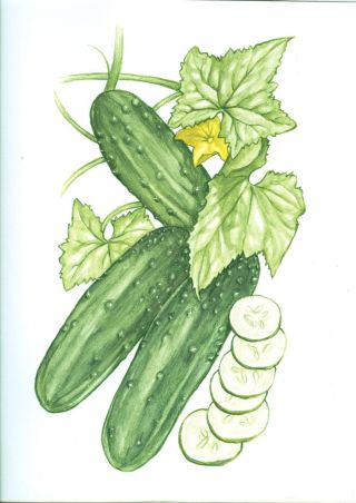 Огурчик рисунок