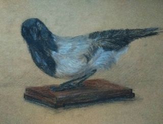 Рисунки сепией