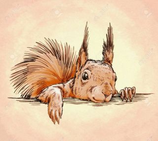 Белка для срисовки