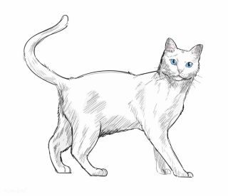Кот сбоку рисунок