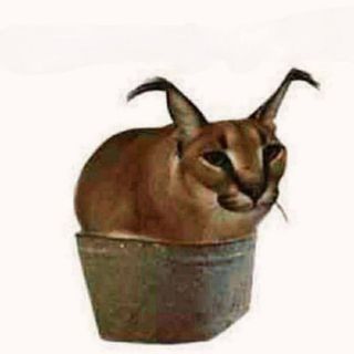Шлепа рисунок