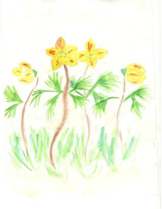 Неизвестный цветок рисунок карандашом