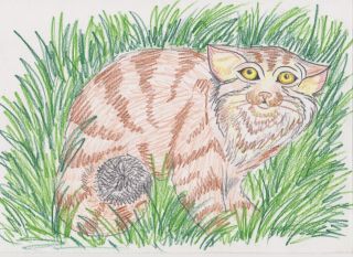 Раскраска кавказский лесной кот