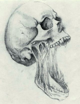 Череп человека рисунок карандашом