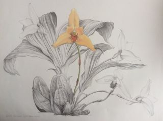 Ботаническая иллюстрация цветными карандашами энн свон