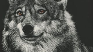 Волк рисунки карандашом
