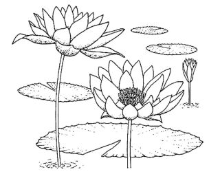 Рисунок к произведению неизвестный цветок