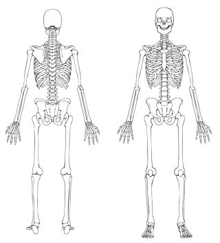 Скелет анатомия рисунок
