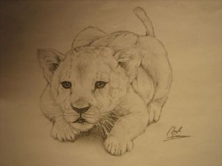 Рисунок львенка карандашом