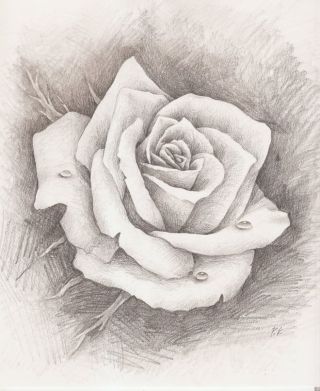 Розы рисунок карандашом для срисовки легкие