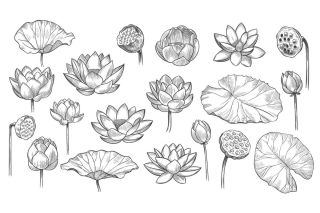Растения и цветы рисунки карандашом