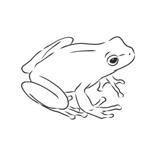 Черно белый рисунок лягушка