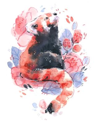 Малая панда рисунок