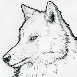 Волк на псарне рисунок легкий для срисовки