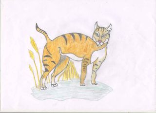 Камышовый кот рисунок