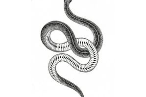 Змея на дереве рисунок