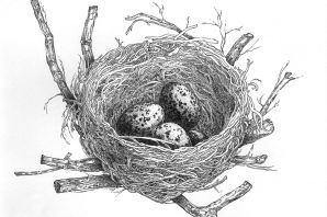 Гнездо вороны рисунок