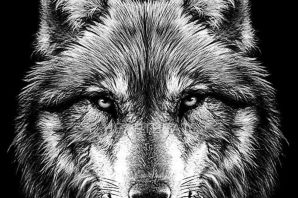 Волк профиль рисунок