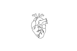 Рисунок сердца человека легкий