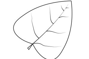Осиновый лист раскраска